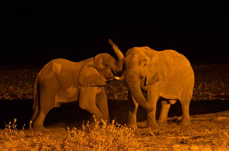 93 - Namibia - elefantes - imagen nocturna - Okaukuejo - parque nacional de Etosha